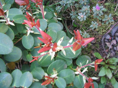 Rhododendron_williamsianum_Austrieb.jpg