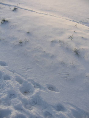 kratzerimschnee.JPG