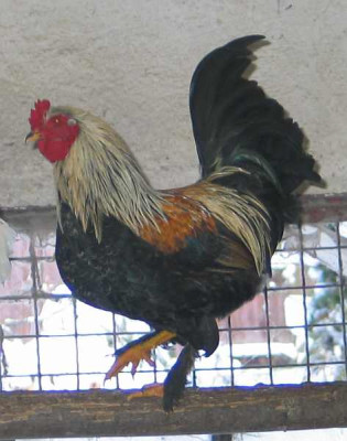 Mix-hahn.jpg