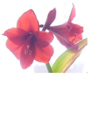 Hippeastrum.JPG