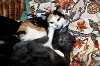 Katzenkinder7.jpg