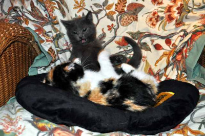Katzenkinder8.jpg