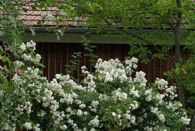 rosenbekraenzt-anne-stefan.jpg