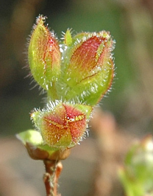 Rho_camtchaticumj_1_1.jpg