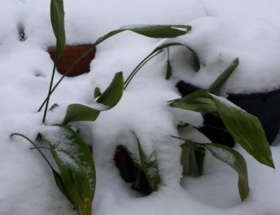 Schusterpalmen_im_Schnee_2.JPG