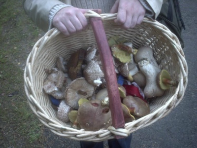 PILZE.JPG