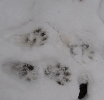 Vll_Dachs_101206_1.jpg