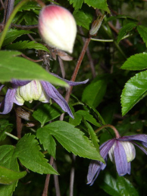 Clematis_alpina_05.jpg