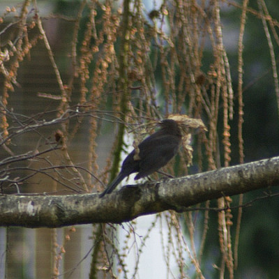 amsel_sammelt_01_040316.jpg