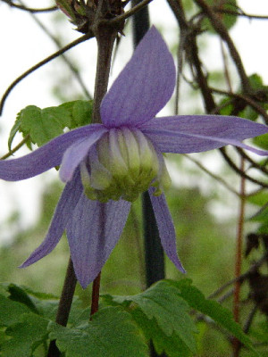 Clematis_alpina1_05.jpg
