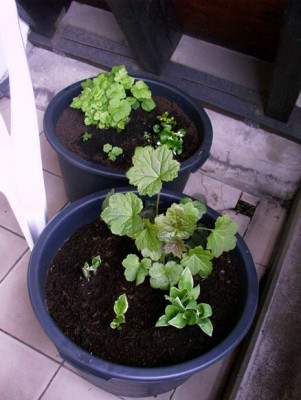200405_Schattenbeete.JPG