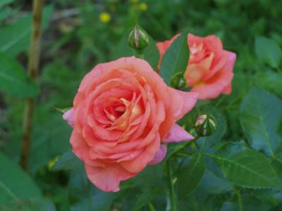2010_Bluten_Sommersonne.jpg