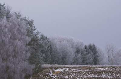 nebel.jpg