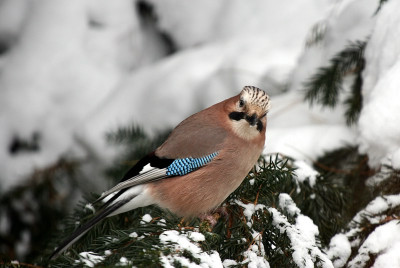 VogelIMG_7008jpg.jpg