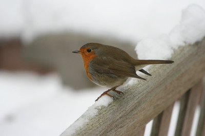 VogelIMG_7017jpg.jpg