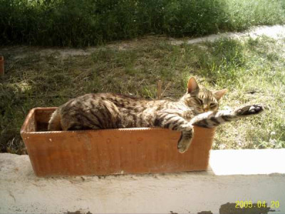 tigerimblumenkasten01.jpg