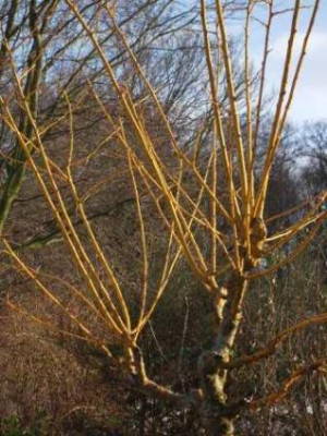 Sophora_japonica_Golden_Standard.jpg