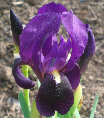 I._Lutescens.JPG