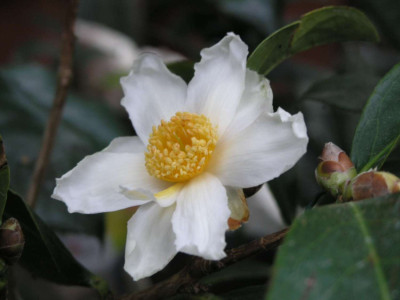 Crapnelliana_01.jpg