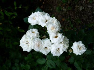 Aspirin1.jpg