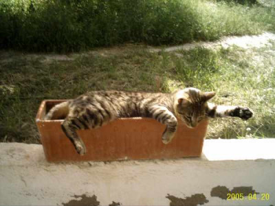 tiger02.jpg