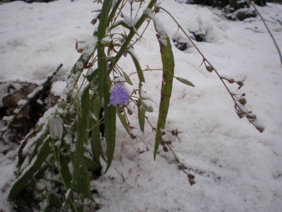 campanulapersicifoliaimschnee1.jpg