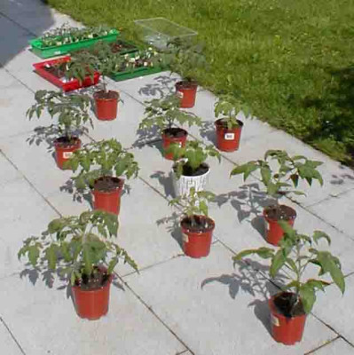 tomate.jpg