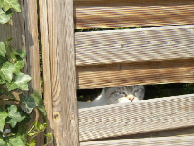 Katze.jpg