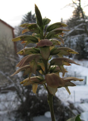 Isoplexis_canariensis_im_Dezember_2010.jpg