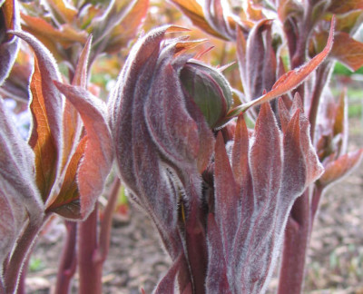 Paeonia_Hyb_Mai_Fleuri.jpg