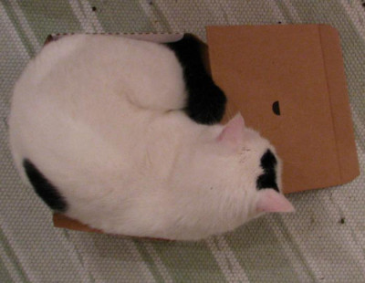 box_louis.jpg
