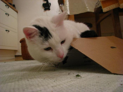 box_louis1.jpg