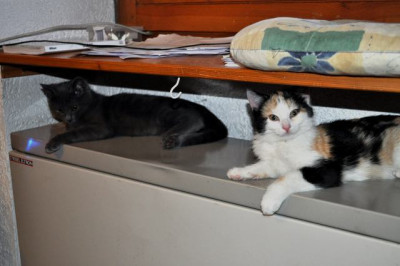 Katzenkinder9.jpg