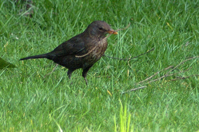amsel_sammelt_10_040316.jpg