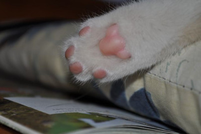 Fluffy12.jpg