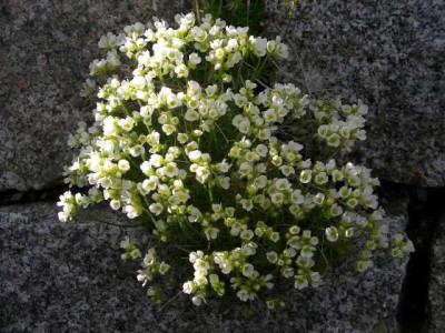 Draba_sundermannii_2005-04-21.JPG