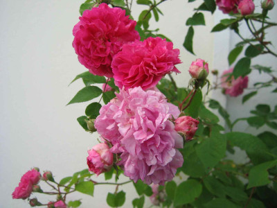 delagrifferaie0009.jpg