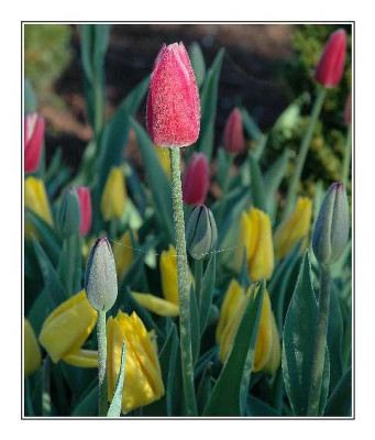 Tulipa_Westpoint_und_Gavota_im_Fruhlingsreif_21-04-05.jpg