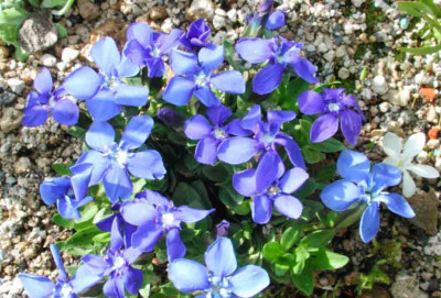 Gentiana_verna_ssp._angulosa.jpg