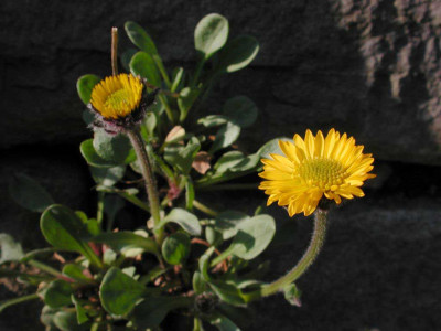 Erigeron_aureus_offen.jpg