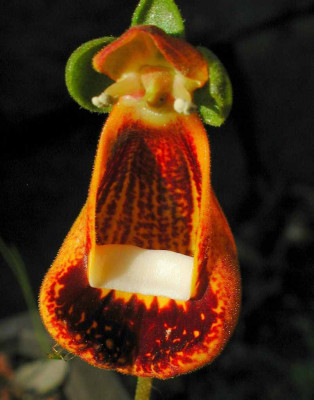 Calceolaria_uniflora.jpg