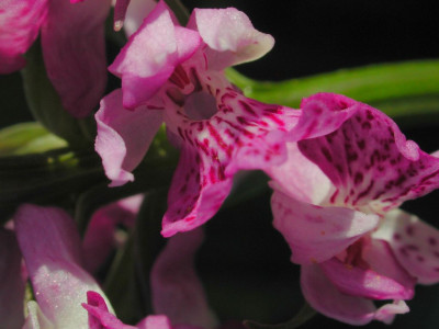 Dactylorhiza_fuchsii.jpg