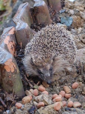 Igel_0010__2861.jpg
