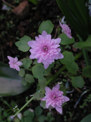 Anemonella_thalictroides_Schoafs_Double_1.jpg