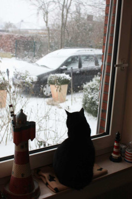 Zoetje_am_Fenster.jpg