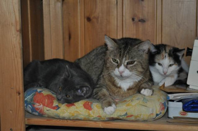 Katzenkinder10_mit_Schnuerle.jpg