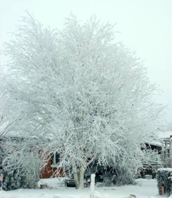 Birke18122010.jpg
