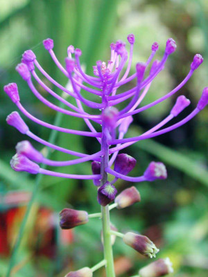 Muscari_comosum.jpg