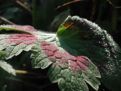 Geranium_phaeum_Haare.jpg