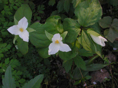 Trillium_grandiflorum_Bestockung.jpg